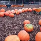 Honeysuckle Hill Farm Fall Festival & Corn Maze photo