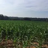 Honeysuckle Hill Farm Fall Festival & Corn Maze photo