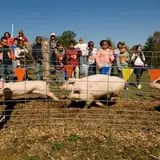 Honeysuckle Hill Farm Fall Festival & Corn Maze photo