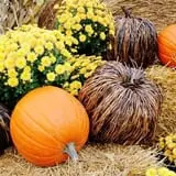 Honeysuckle Hill Farm Fall Festival & Corn Maze photo