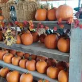 Honeysuckle Hill Farm Fall Festival & Corn Maze photo
