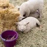 Clearview Farm photo