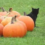 Pleasant Valley Orchard photo