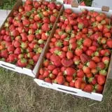 Pleasant Valley Orchard photo
