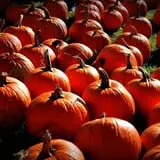 Pleasant Valley Orchard photo