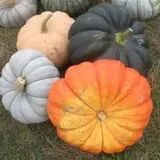 Pleasant Valley Orchard photo