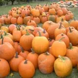 Pleasant Valley Orchard photo