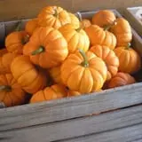 Pleasant Valley Orchard photo