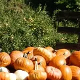 Pleasant Valley Orchard photo
