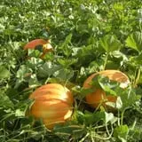 Pleasant Valley Orchard photo