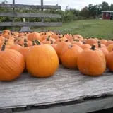 Pleasant Valley Orchard photo