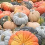 Pleasant Valley Orchard photo