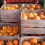 Pleasant Valley Orchard photo