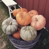 Pleasant Valley Orchard photo