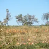 Pleasant Valley Orchard photo