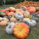 Pleasant Valley Orchard photo