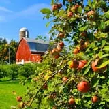 Pleasant Valley Orchard photo