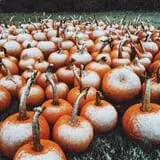 Pleasant Valley Orchard photo