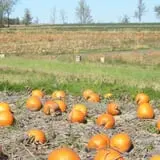 Pleasant Valley Orchard photo