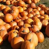 Pleasant Valley Orchard photo