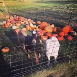 Pleasant Valley Orchard photo