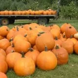 Pleasant Valley Orchard photo