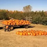 Pleasant Valley Orchard photo