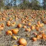 Pleasant Valley Orchard photo