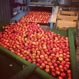 Pleasant Valley Orchard photo