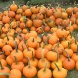 Pleasant Valley Orchard photo
