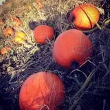 Pleasant Valley Orchard photo