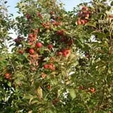 Pleasant Valley Orchard photo