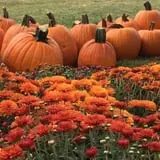 Detwiler Farm photo