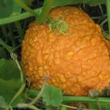 Kristin's Pumpkin Patch photo