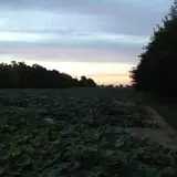 Kristin's Pumpkin Patch photo