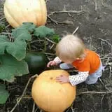 Kristin's Pumpkin Patch photo