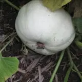 Kristin's Pumpkin Patch photo