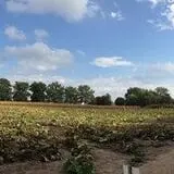 Kristin's Pumpkin Patch photo