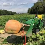 Kristin's Pumpkin Patch photo