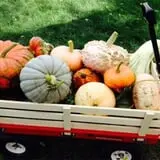 Kristin's Pumpkin Patch photo