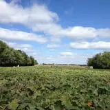 Kristin's Pumpkin Patch photo
