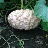 Kristin's Pumpkin Patch photo