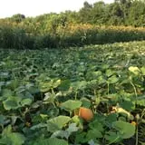 Kristin's Pumpkin Patch photo