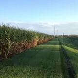 Kristin's Pumpkin Patch photo