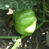 Kristin's Pumpkin Patch photo