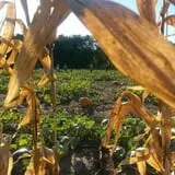 Kristin's Pumpkin Patch photo