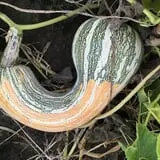 Kristin's Pumpkin Patch photo