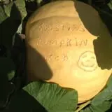 Kristin's Pumpkin Patch photo