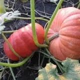 Kristin's Pumpkin Patch photo