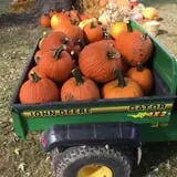 Kristin's Pumpkin Patch photo